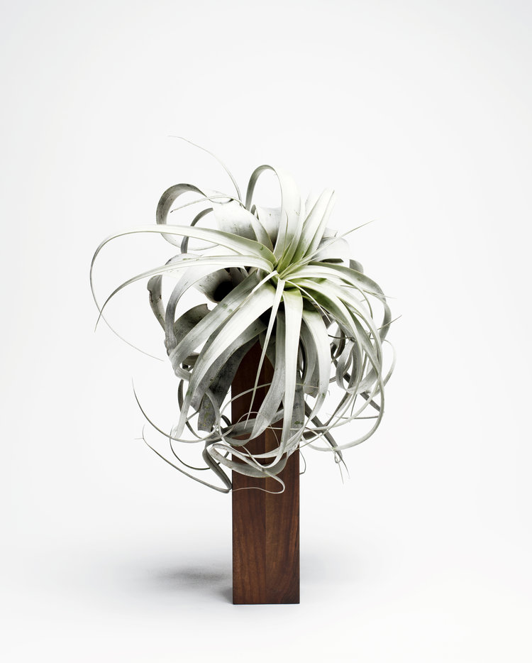 WeSmellTheRain-AIRPLANT-BERTIE-L-739