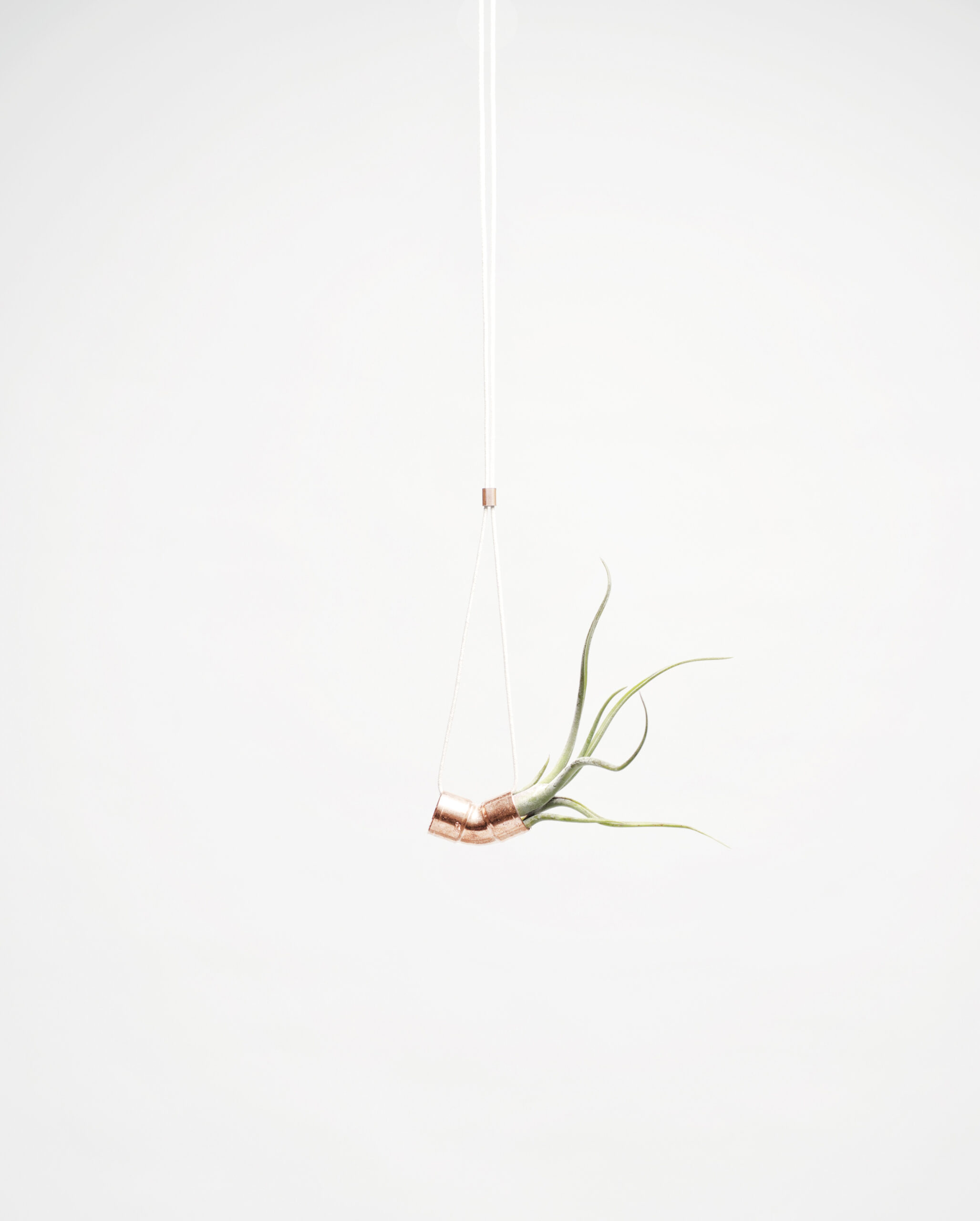 WeSmellTheRain-AIRPLANT-TILLO-272ƒ