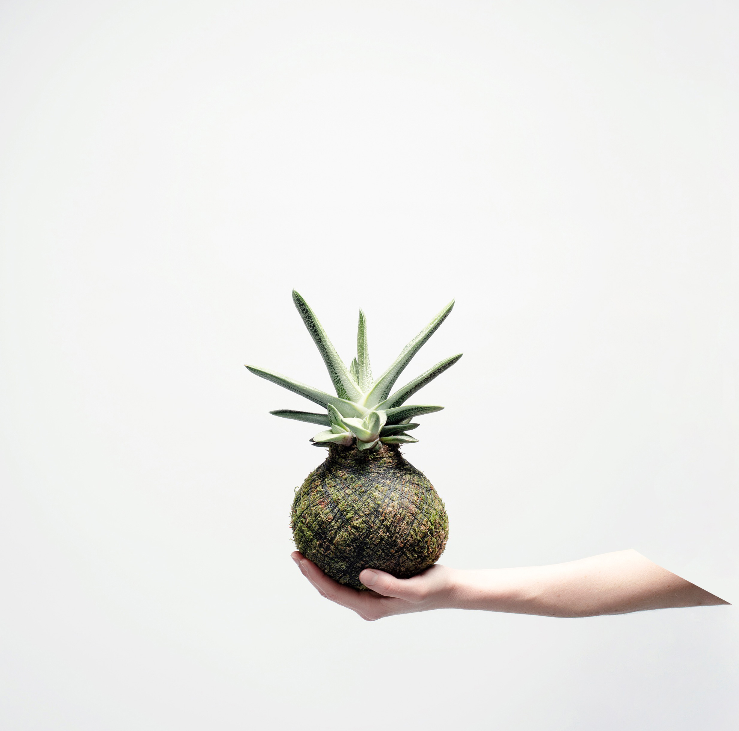 WSTR-cropped-katounge